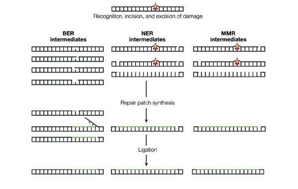 replication starts